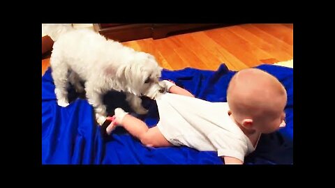 Funny Babies Playing with Dogs Compilation - Funny Baby and Pets |