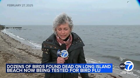 🚨 Dozens of Dead Ducks & Geese Found on Long Island Beach