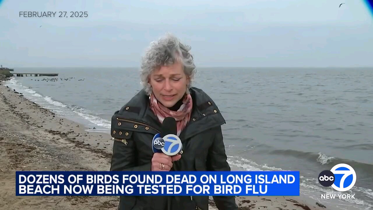 🚨 Dozens of Dead Ducks & Geese Found on Long Island Beach