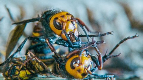Giant Hornets Massacre Yellow Hornets