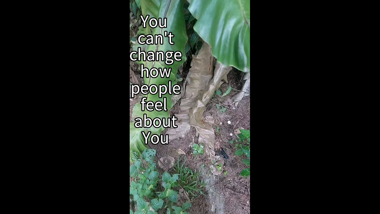 Peeing on a tree on an island (Be Happy Version)