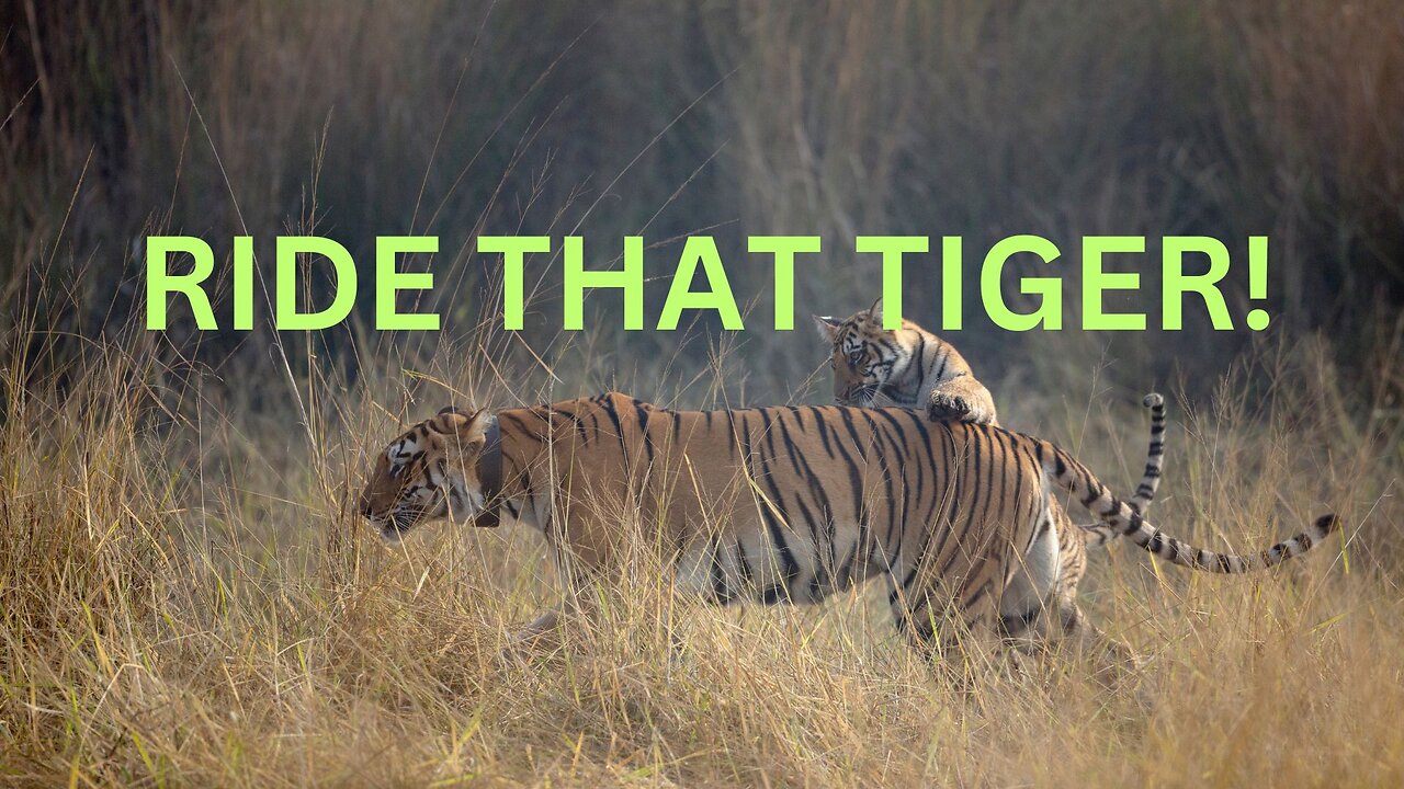 RIDE THAT TIGER! ~JARED RAND GLOBAL MEDITATION CALL 1-13-2025 #2437