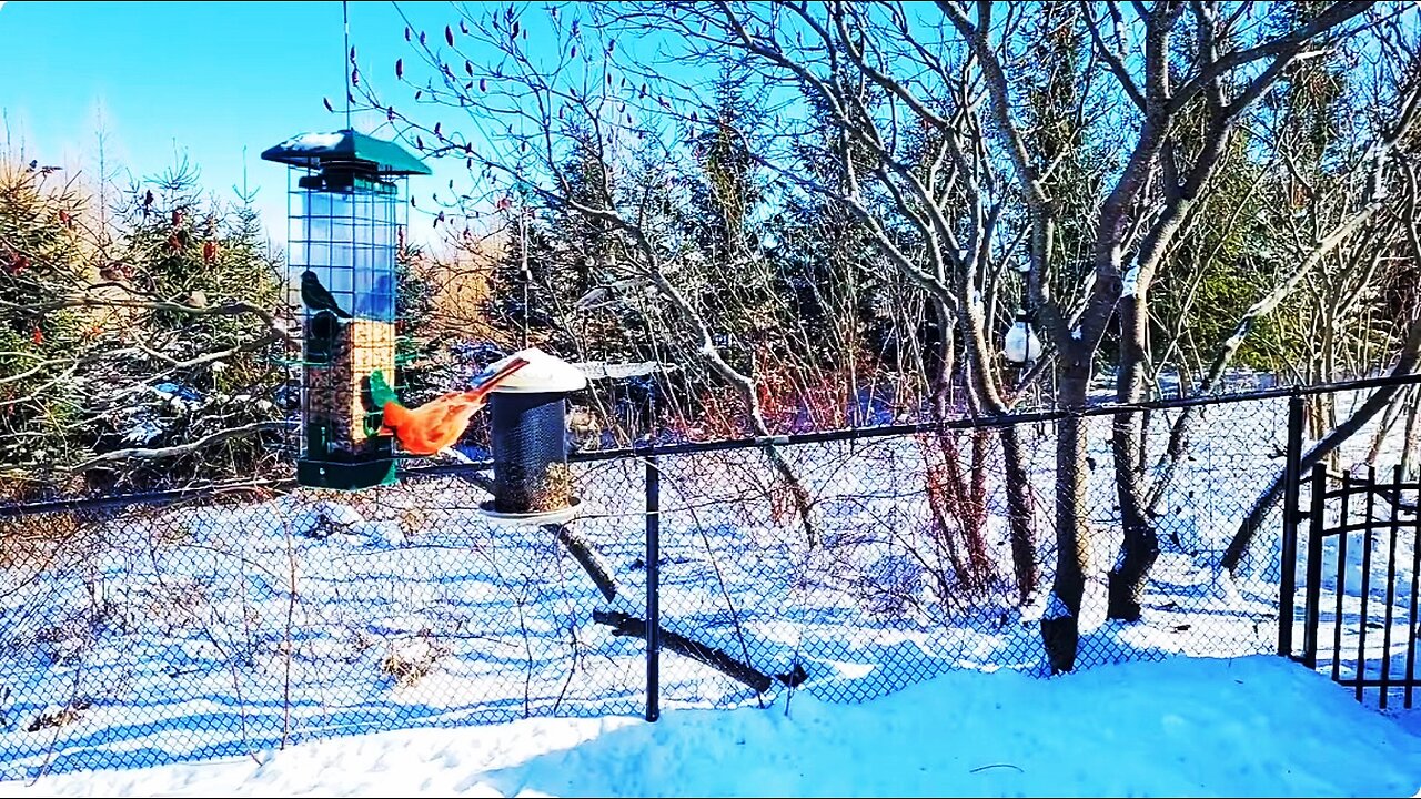 🔴 Live Cam Bird Feeder - Winter Snowy Countryside Backyard Birds and Squirrels watch