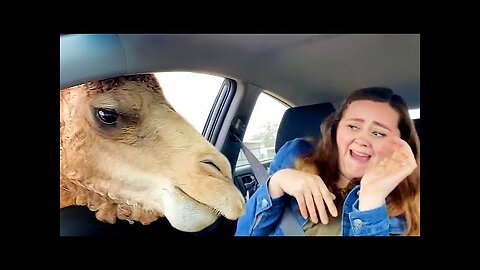 The best of the internet