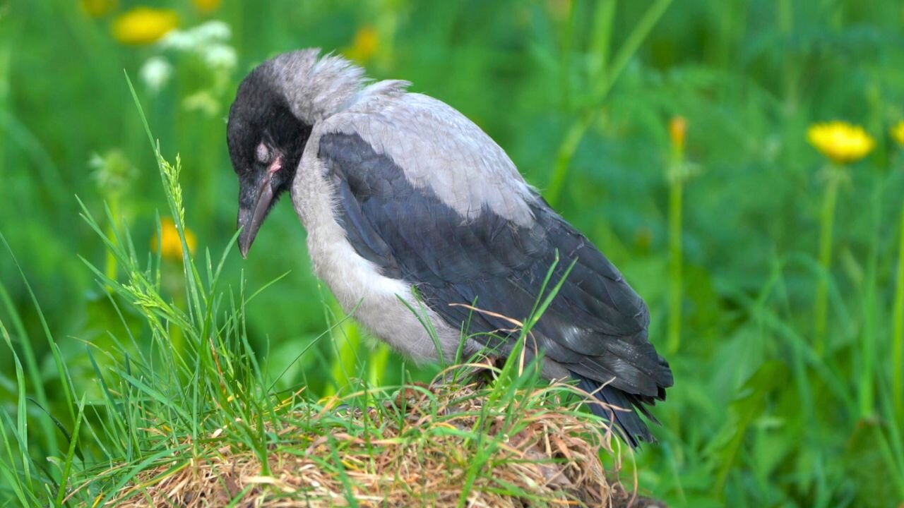 Hooded Crow Baby Fledgling Getting Tired