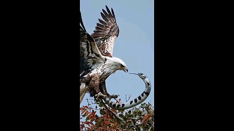 wildlife Eagle attack a snake