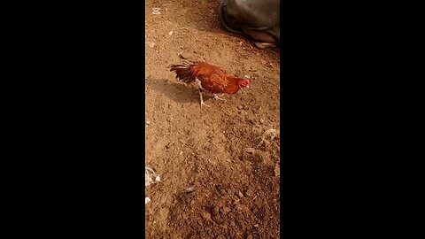 Beautiful cock available for sale