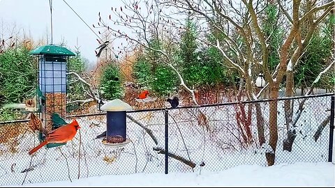 🔴 Live Cam Bird Feeder - Winter Snowfall Countryside Backyard Birds and Squirrels watch