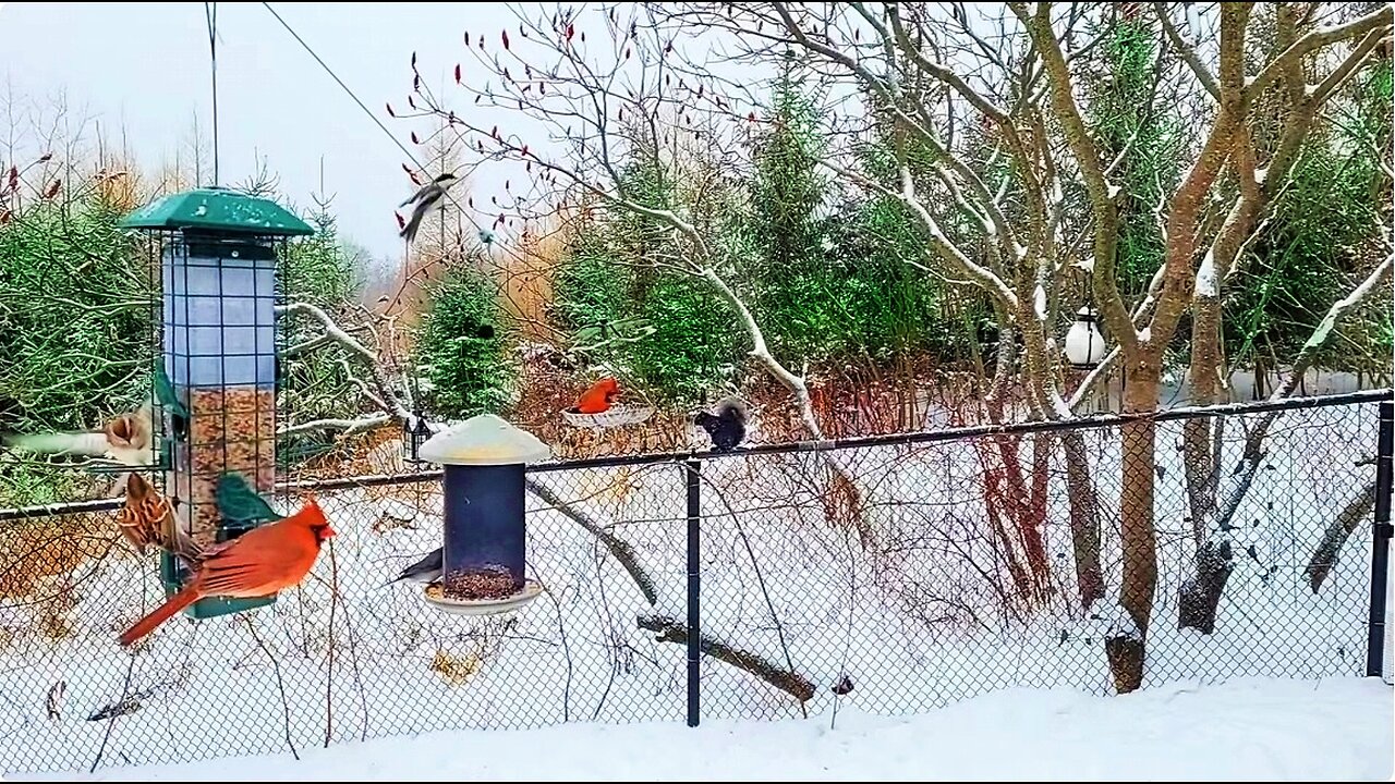 🔴 Live Cam Bird Feeder - Winter Snowfall Countryside Backyard Birds and Squirrels watch