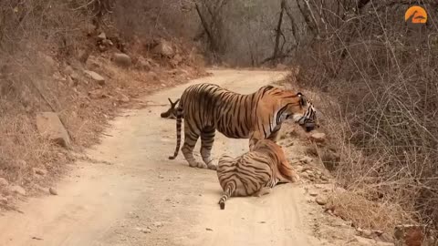 Tigress tries stealing huge male Tiger's meal