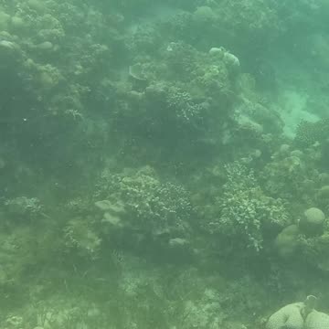 Morning Snorkeling Adventure: A Dive into Serenity