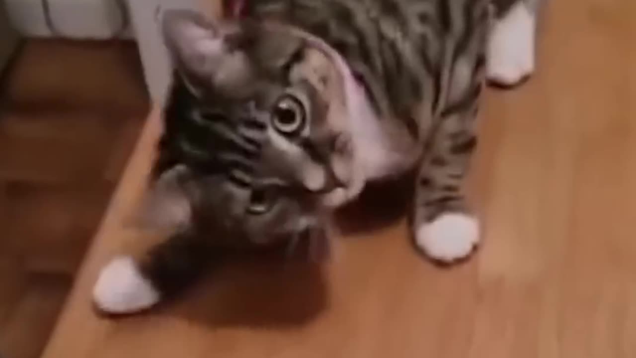 Funny cats