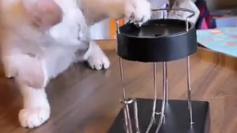 Funny animal