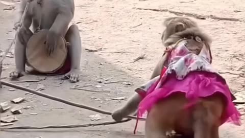 bandar mama ne kya dol baja raha hai
