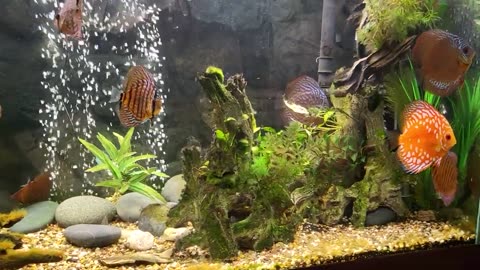 Discus are growing fast. Removed dither fish to reduce bioload a tad.