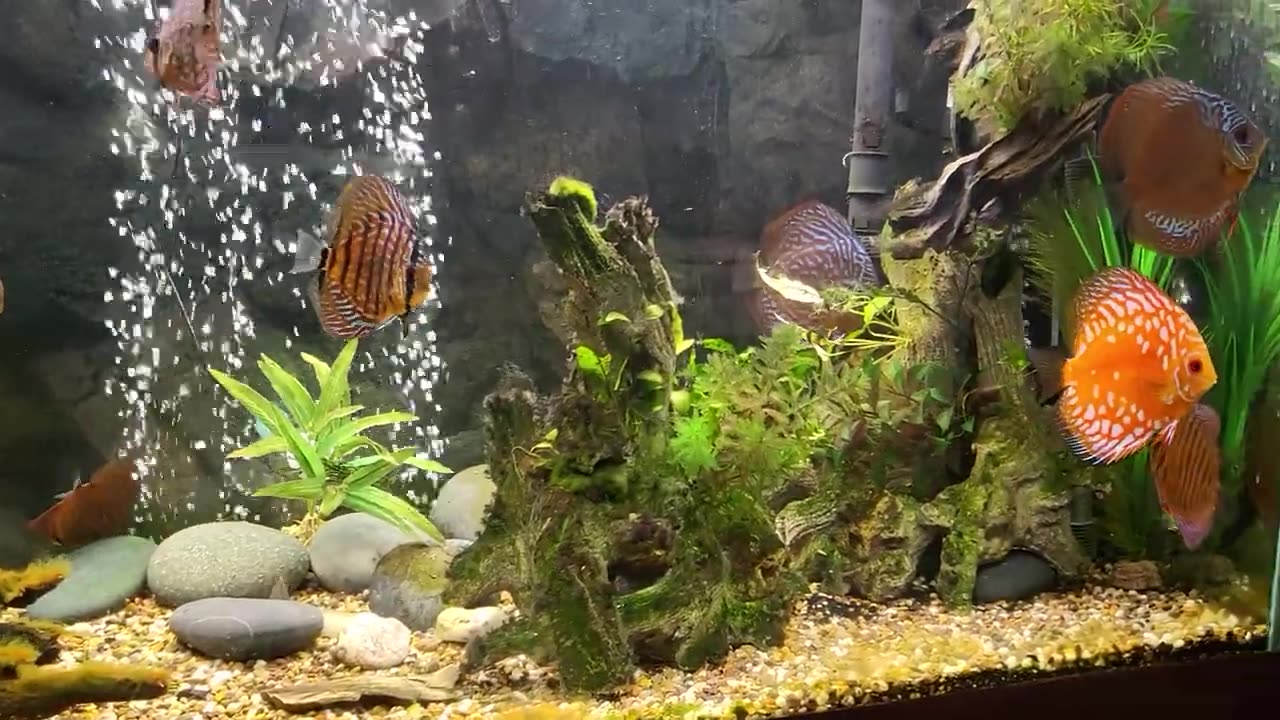 Discus are growing fast. Removed dither fish to reduce bioload a tad.