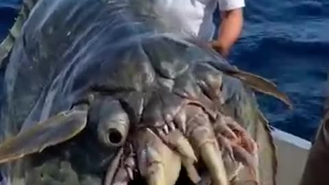 Giant Sea Creatures