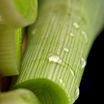 leek a nutritious vegetable| Gardening #short #diet #agriculture