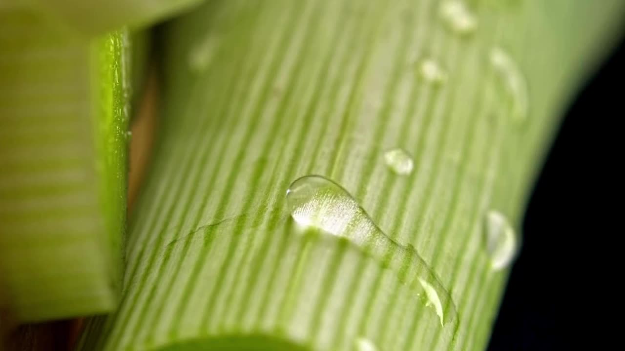 leek a nutritious vegetable| Gardening #short #diet #agriculture