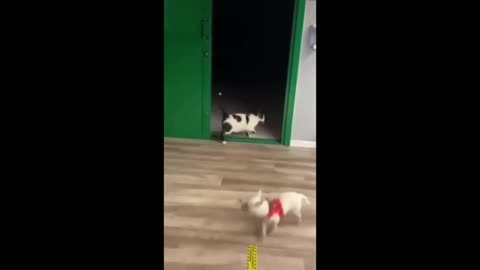 cat vs dog funny video haha