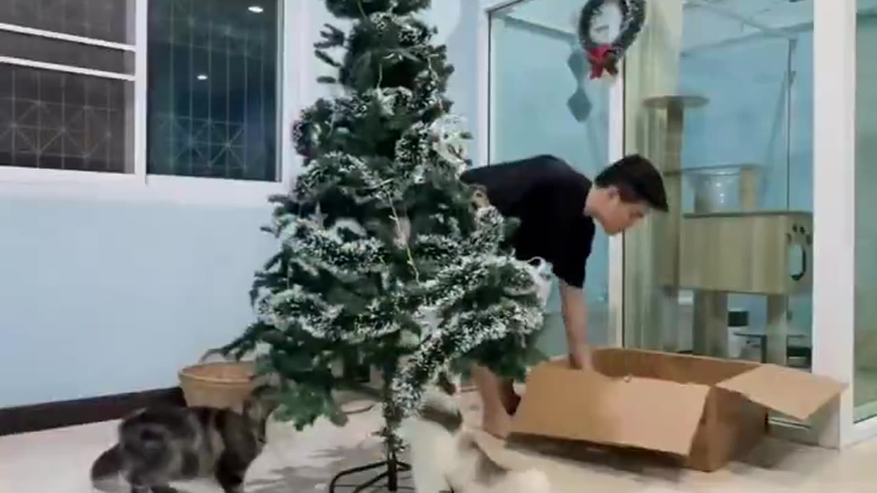 Cat Christmas