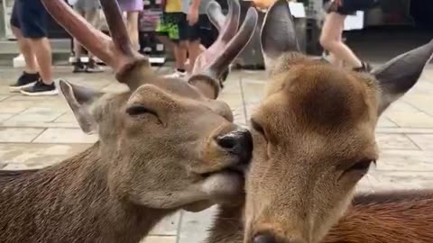 how sweet they are 🥹🦌