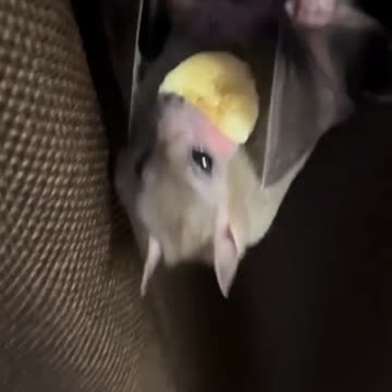 Bat enjoying a treat