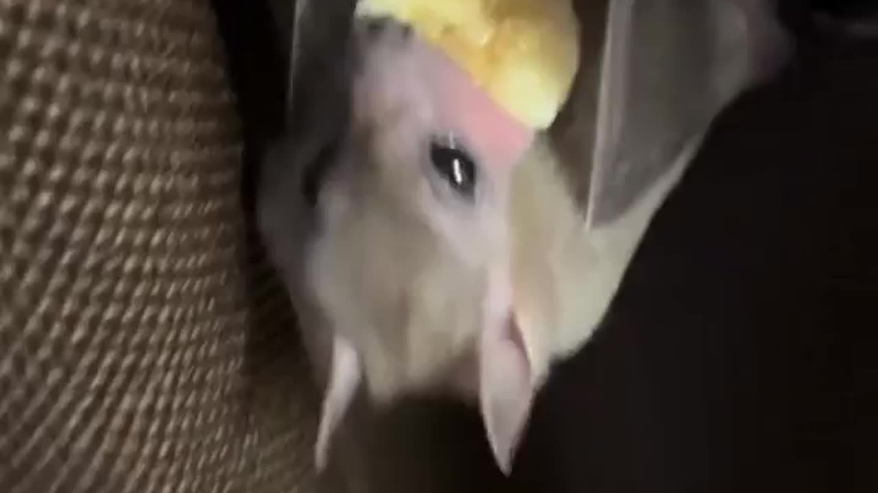 Bat enjoying a treat