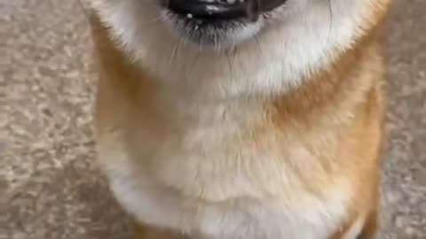"The Laughing Shiba Inu; this laugh is so enchanting."