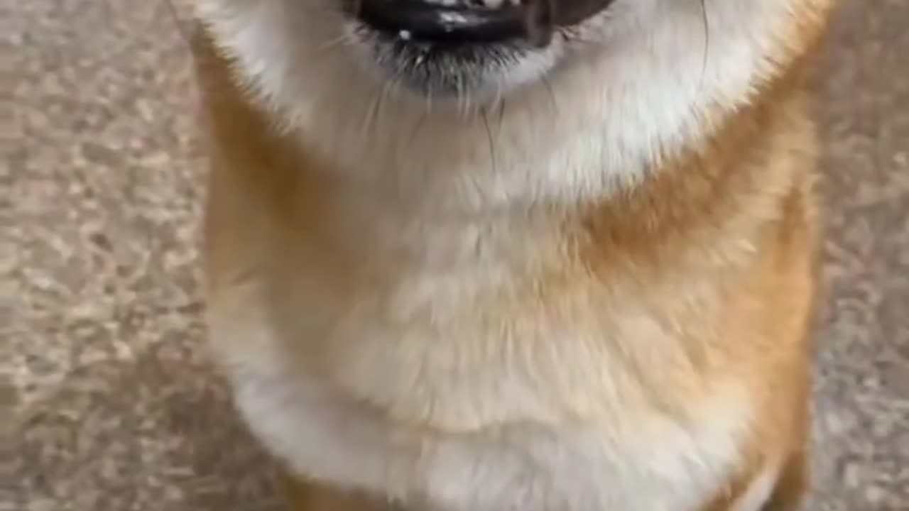 "The Laughing Shiba Inu; this laugh is so enchanting."