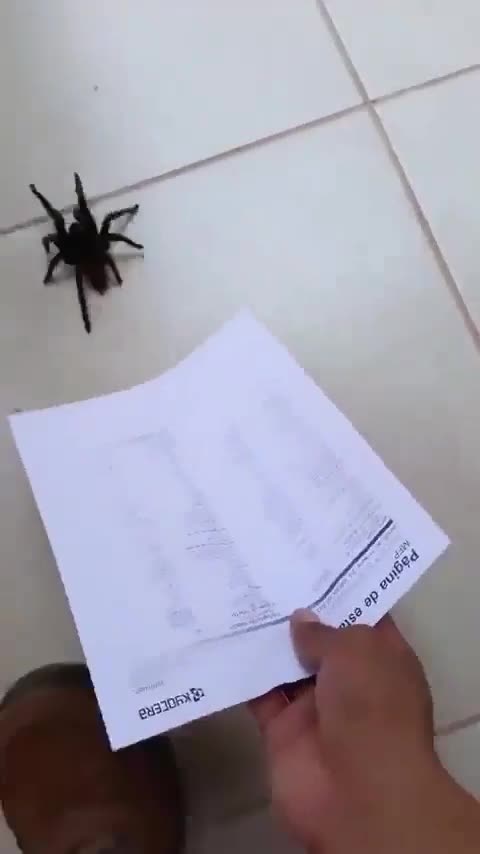 You cannot win as a Spider