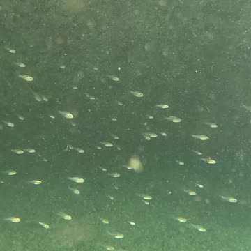 Snorkeling Through Serenity