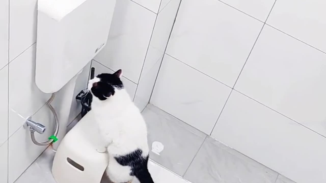 Cat Using Toilet for Pooping