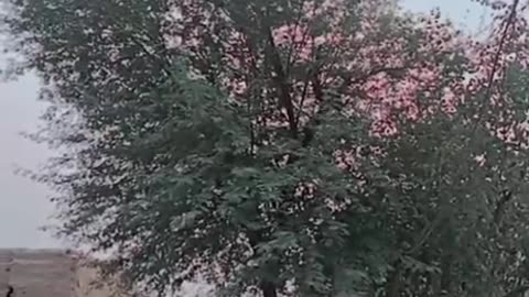 Beshak 💯♥️✨🕊️