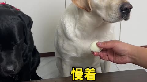 two dogs fun time funny video 2025 skc.com 24