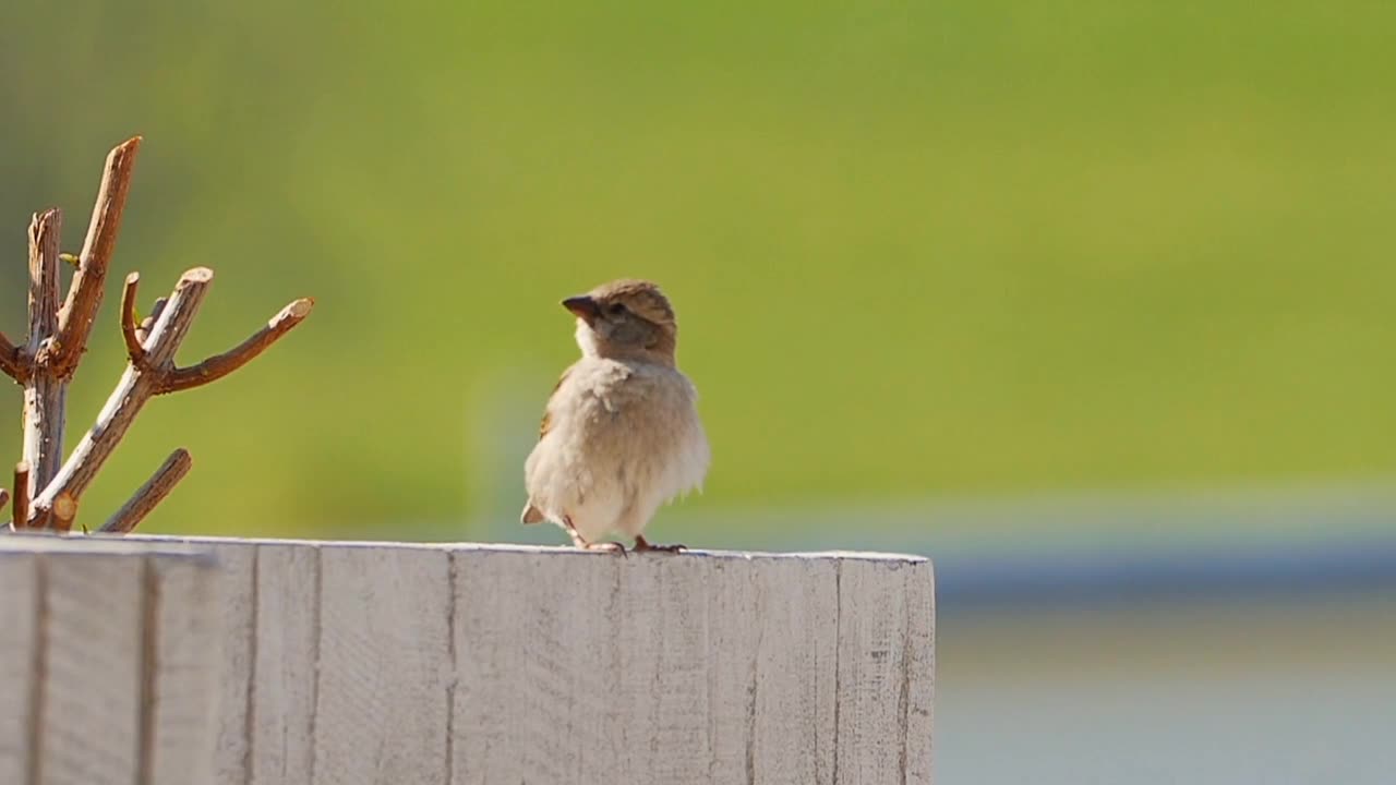 Relaxing cute bird