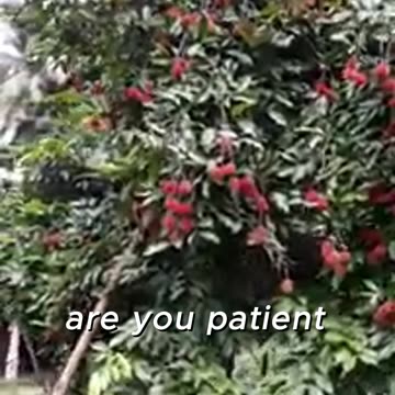 The Shocking Truth About Rambutan Trees — Why It Takes So Long to Grow
