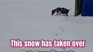 Playing in the Snow with BO. #livingwithabeagle #snow #viralvideo #shortsvideo