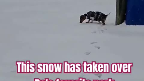 Playing in the Snow with BO. #livingwithabeagle #snow #viralvideo #shortsvideo