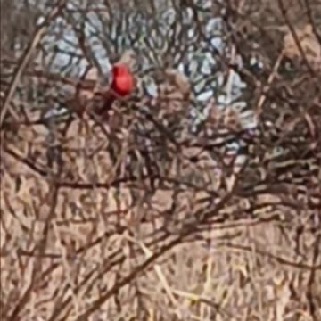 Northern cardinal
