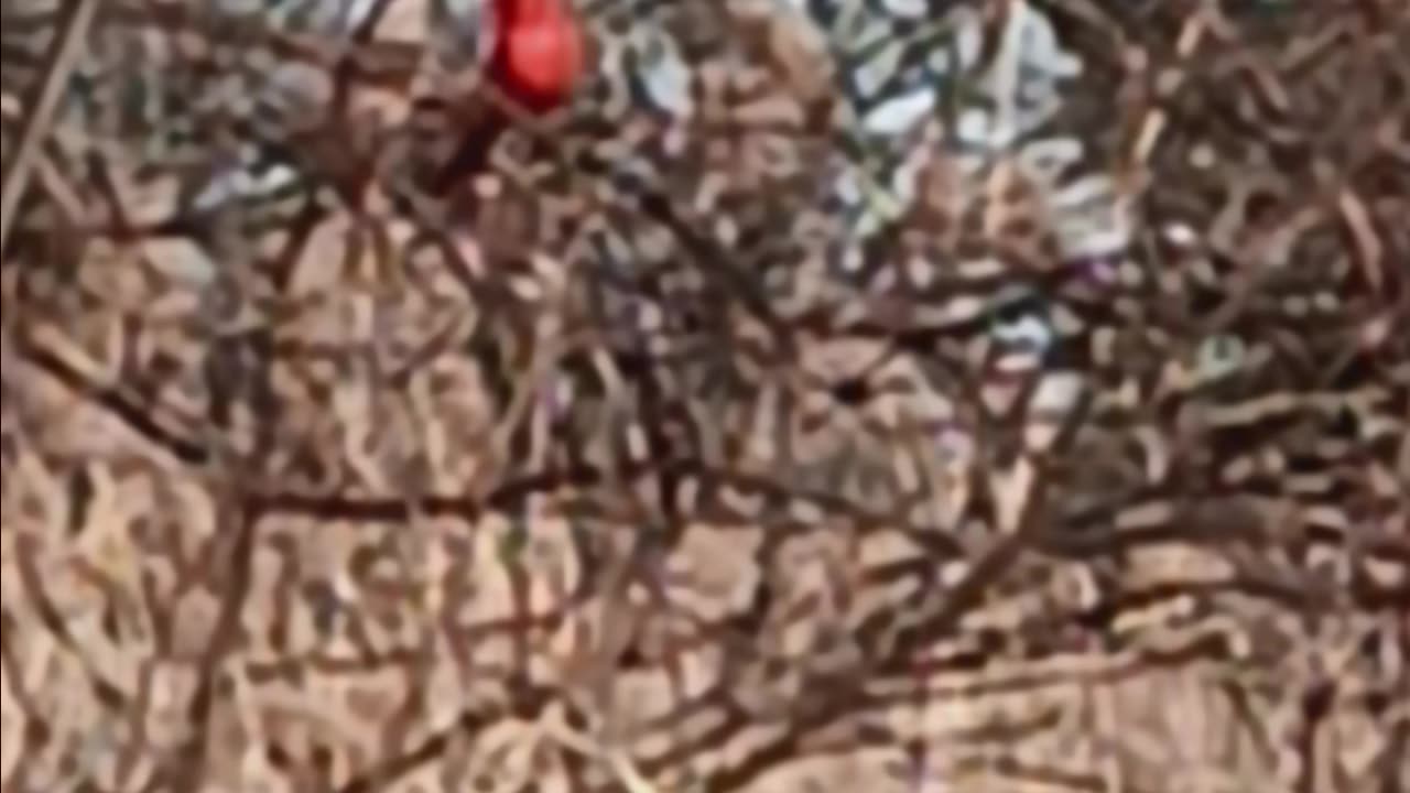 Northern cardinal