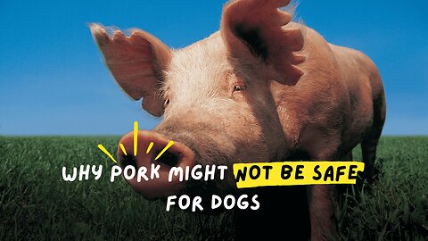 Pork Could Be Poisoning Your Dog and You Don't Even Know It