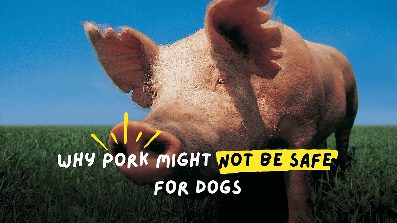 Pork Could Be Poisoning Your Dog and You Don't Even Know It