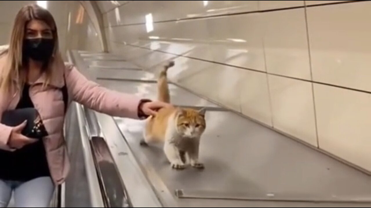 City with no stray animals