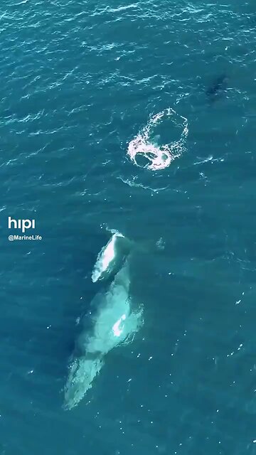 fish 🐟 is swimming.