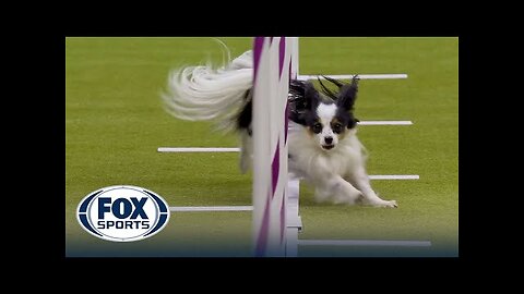 Best of 2024 Masters Agility Championships from Westminster Kennel Club | FOX Sports