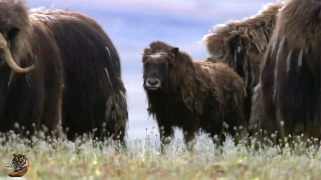 Musk Ox 🐂 Vs 🐺 arctic Wolf Wild ainamals Hindi, #wildanimals #wildlife #hindi