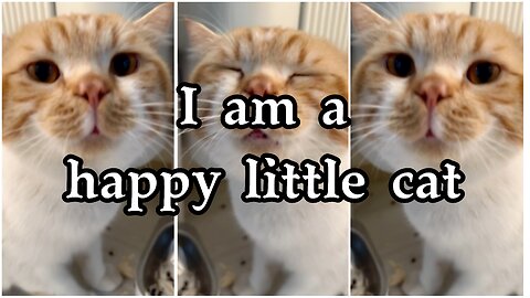 I am a happy little cat