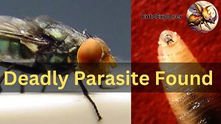 Deadly Parasite of Humans and Animals Found in Mexico