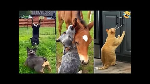 Funniest Animal Moments 2024: Non-Stop Laughs! #animalhumor #funny #funnycats #funnydogs